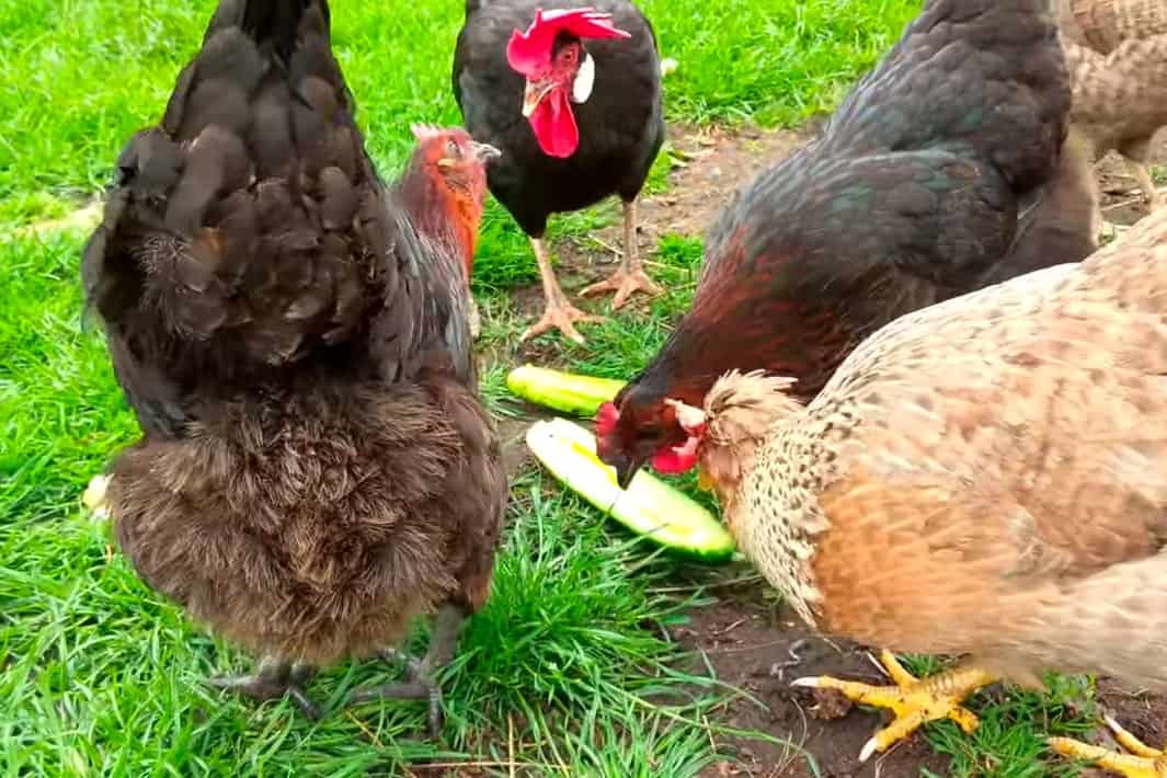 Cómo alimentar pepinos a los pollos