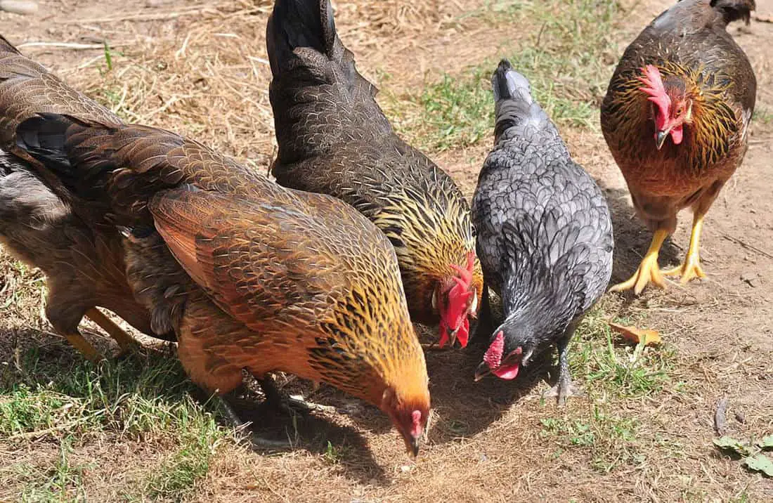 ¿Con qué frecuencia alimentas a las gallinas?