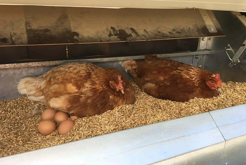 ¿Con qué frecuencia debe alimentar a los pollos?