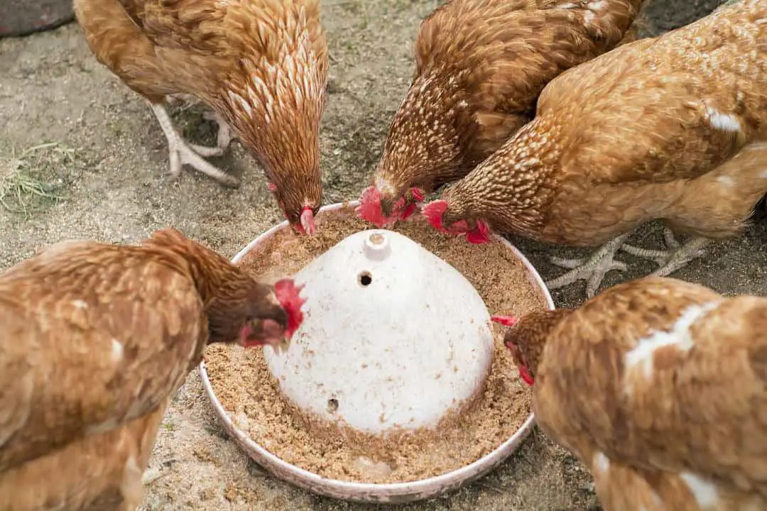 cuanto alimento comen las gallinas