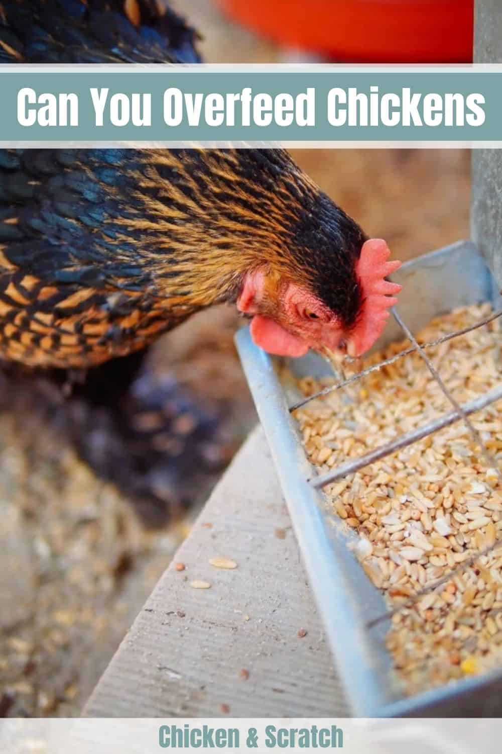 cuantas veces al dia debo darle de comer a mi pollo