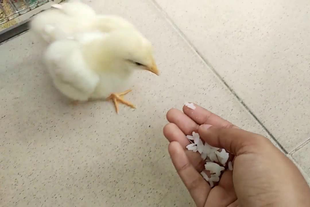 las gallinas comen arroz