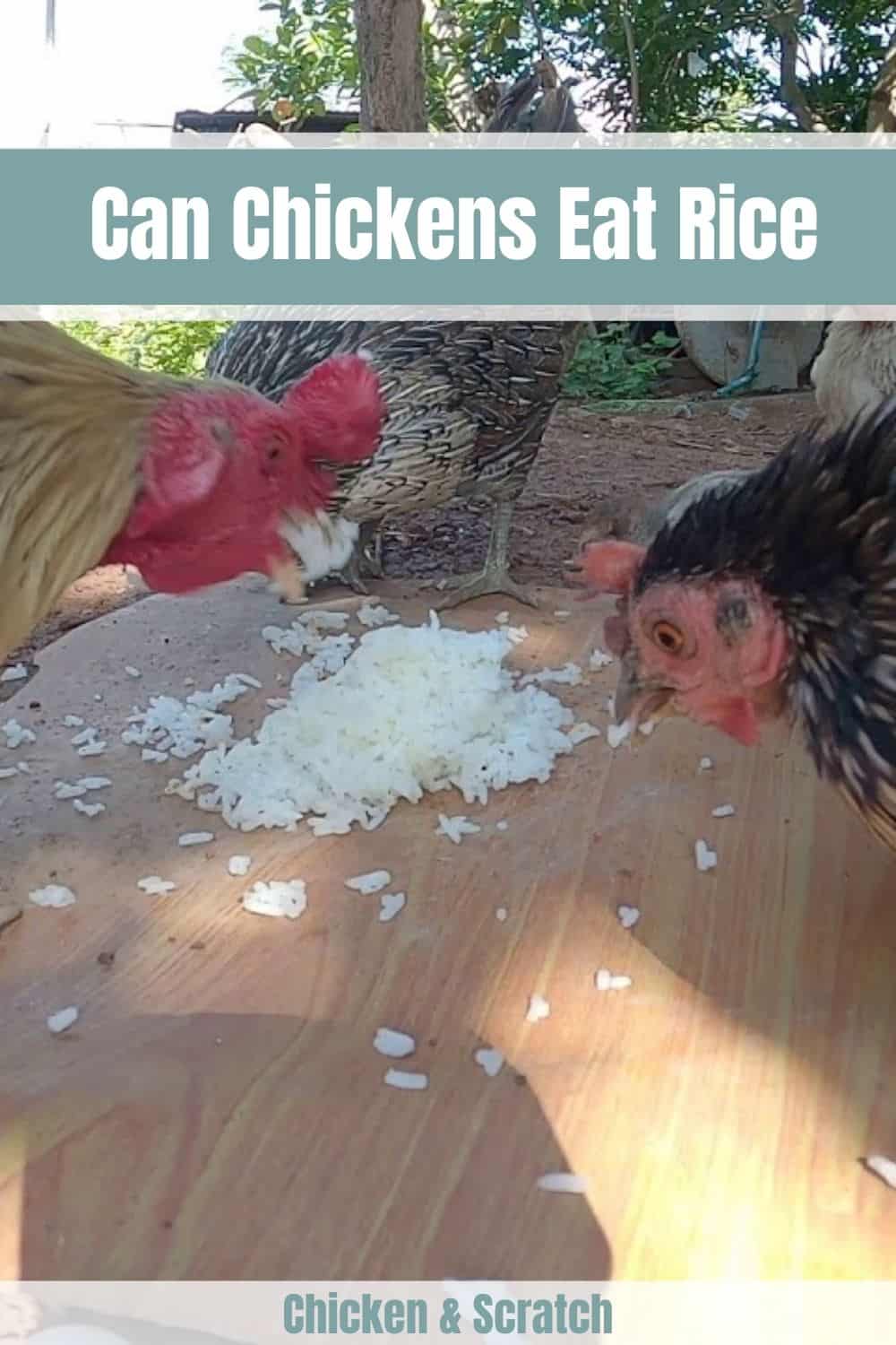 las gallinas pueden comer arroz