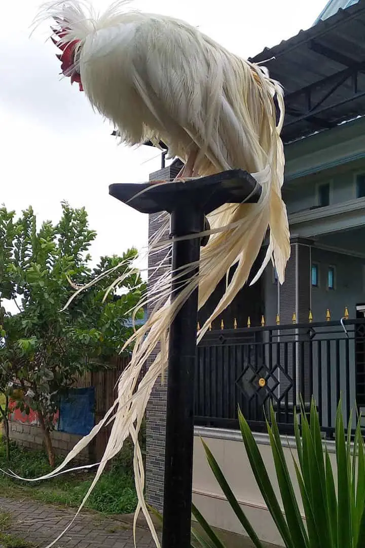 La cola del pollo fénix