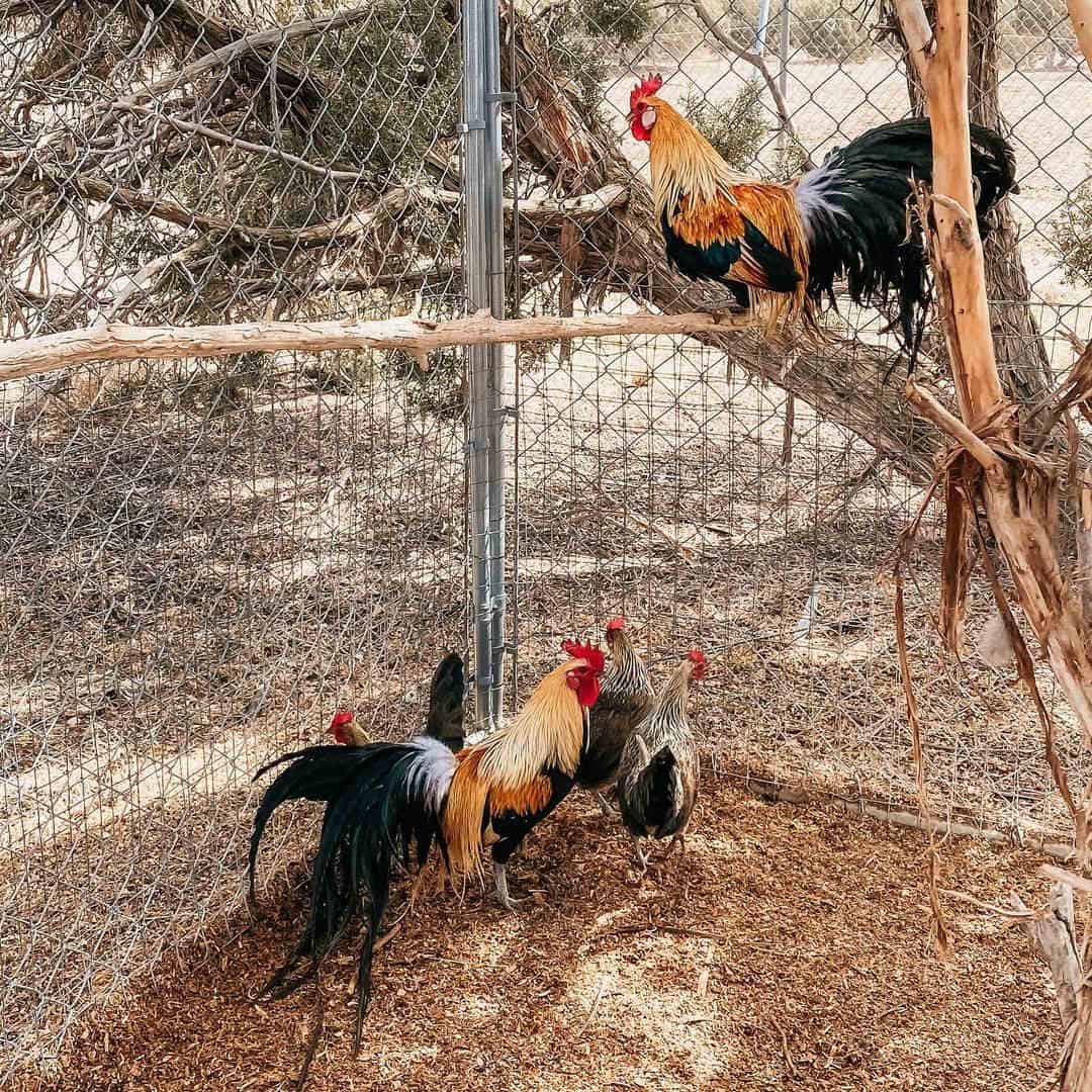 Criando pollos fénix