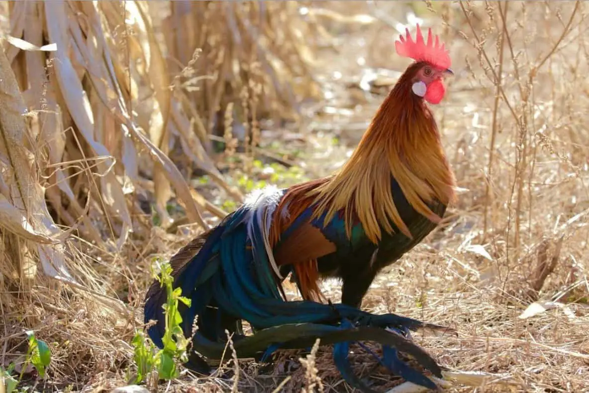 Fénix Personalidad y Temperamento