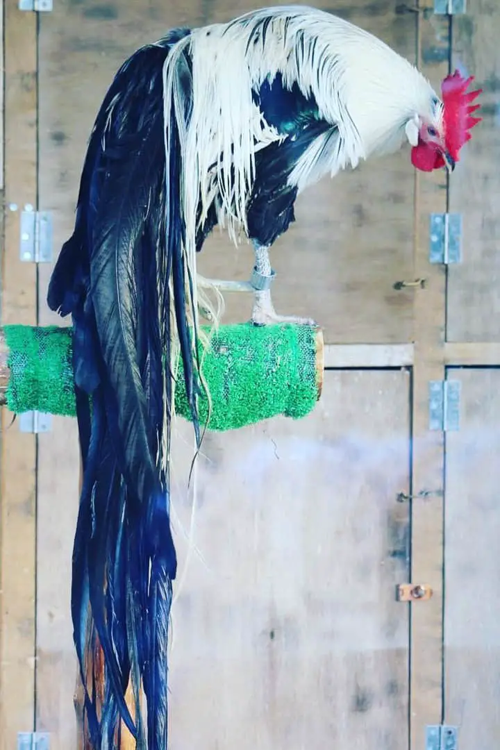 crianza de dedos de pollo de caña phoenix, az