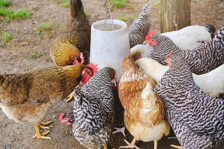 las gallinas pueden comer naranja