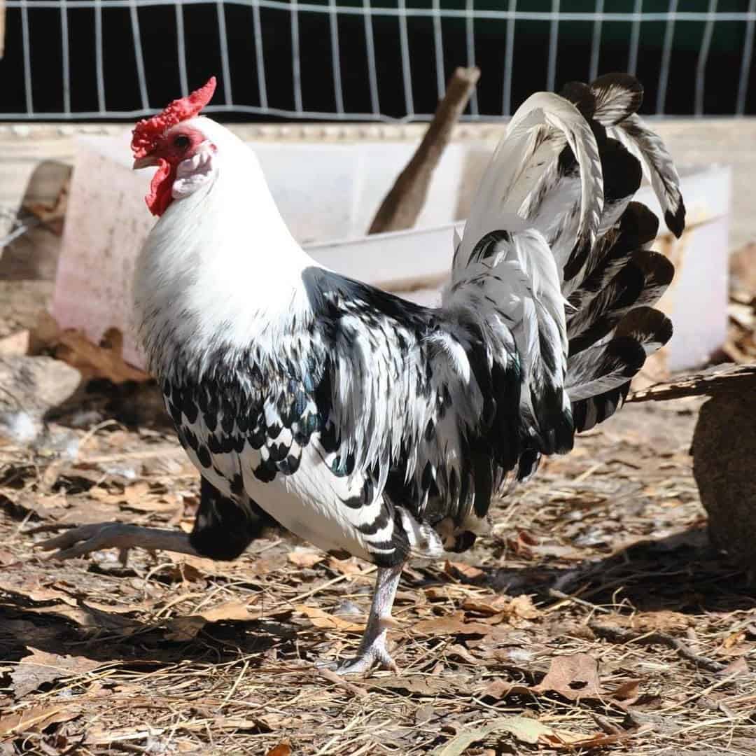 pollos de hamburgo