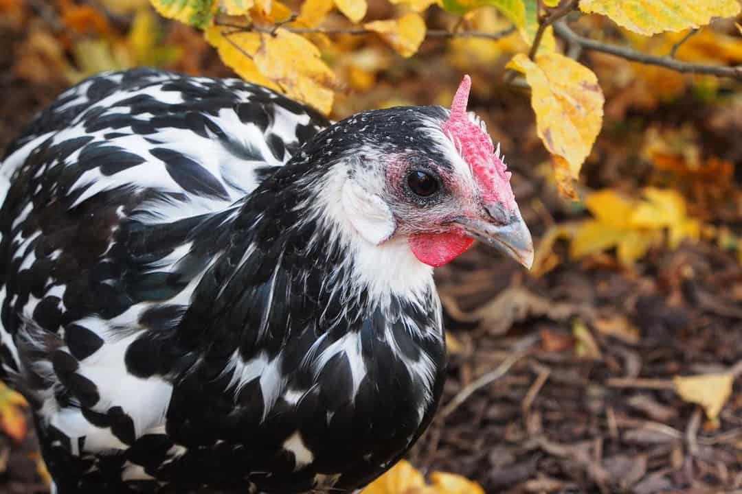 pollo de hamburgo