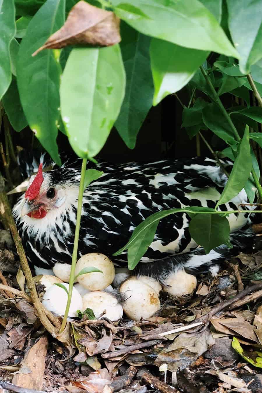 pollos de hamburgo con lentejuelas plateadas