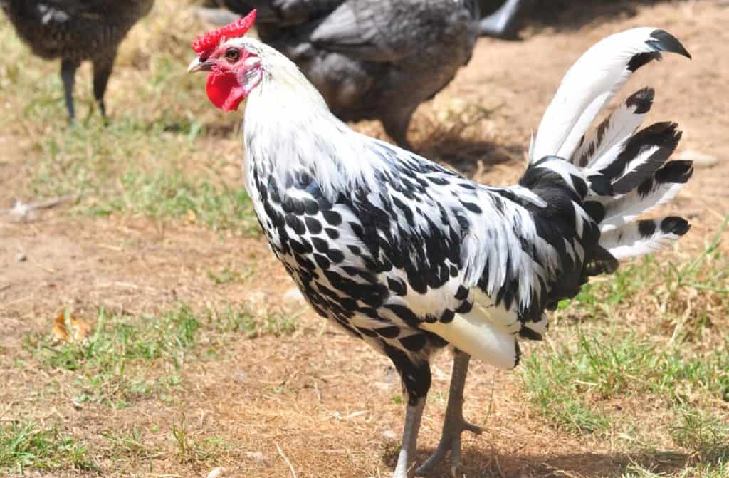 pollos de hamburgo