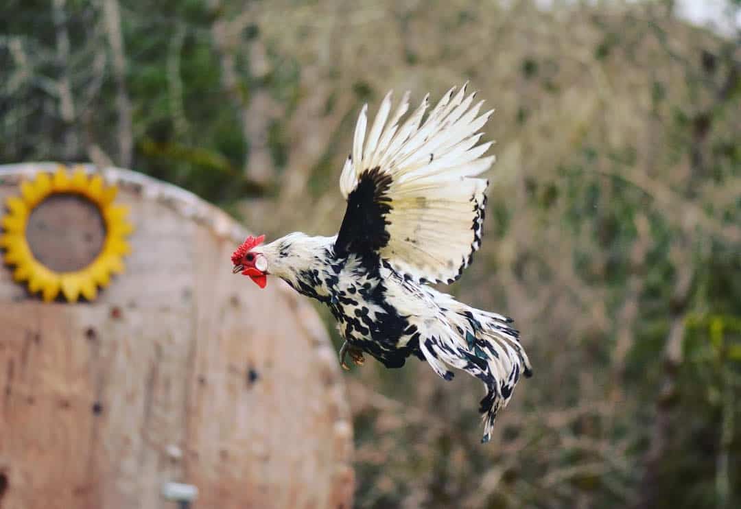 gallo de hamburgo