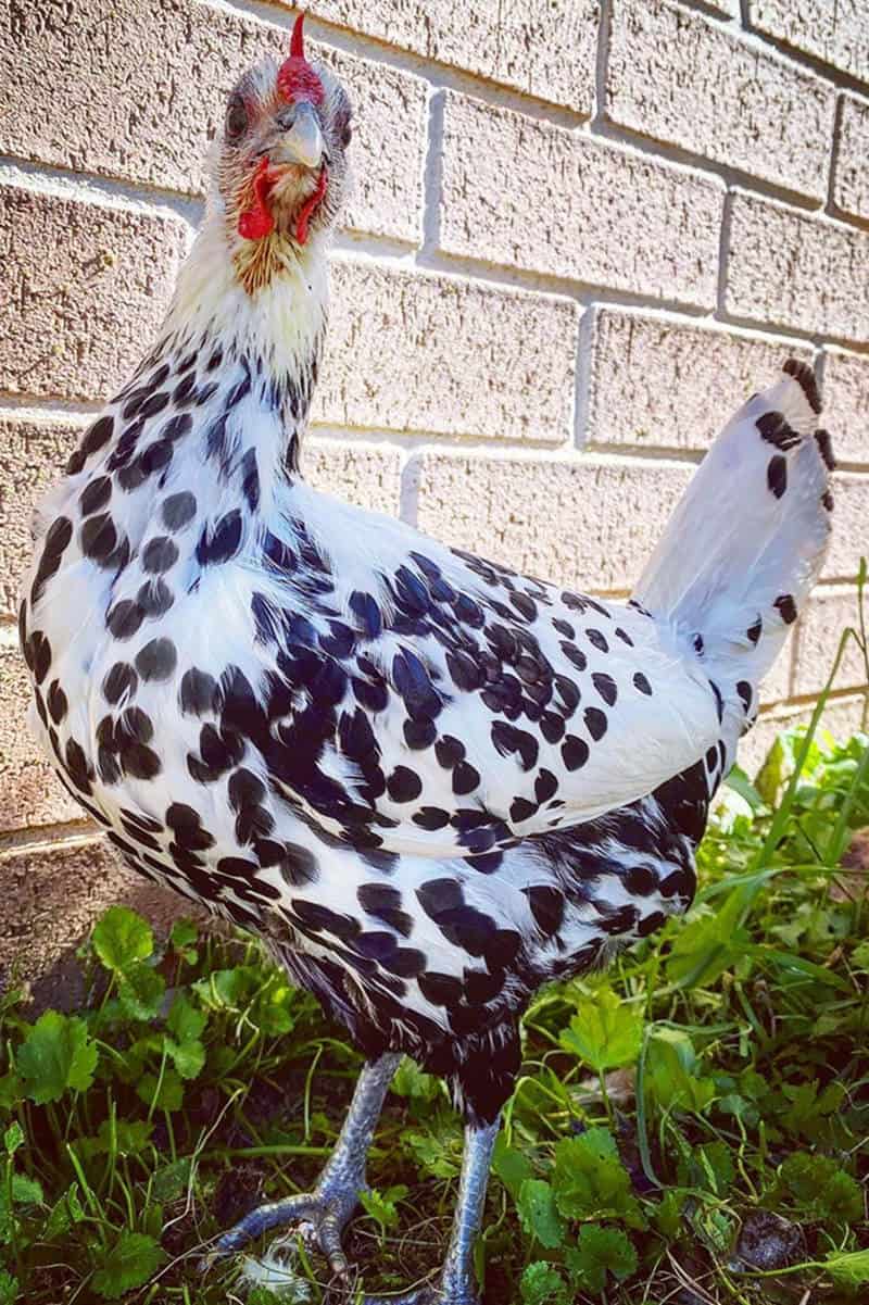 gallina de hamburgo