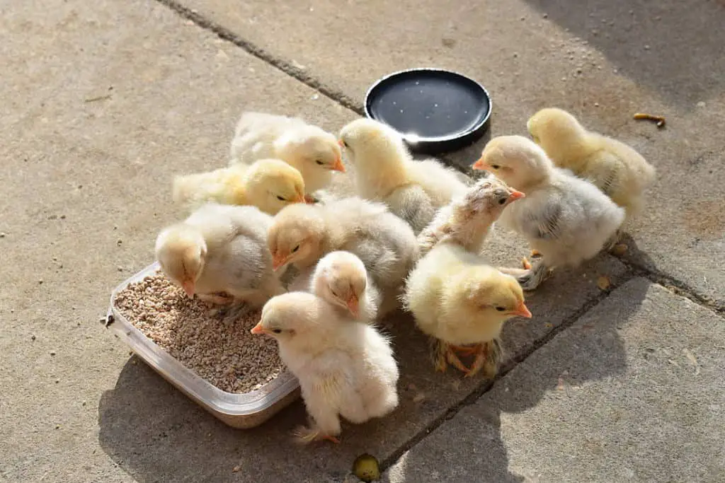 qué alimentar a los pollitos