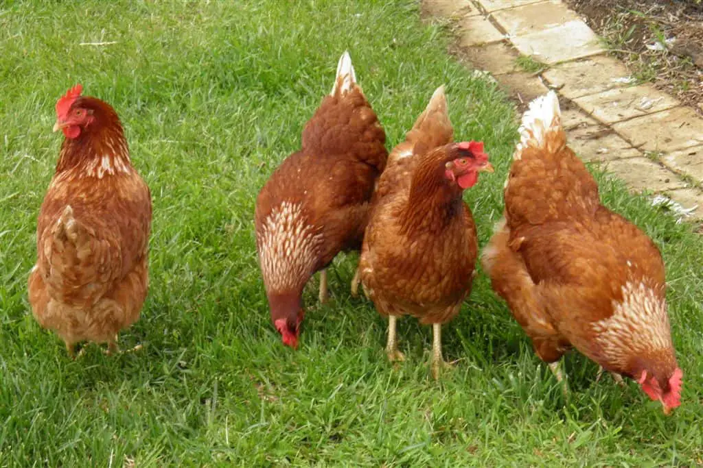 producción de huevos de gallina