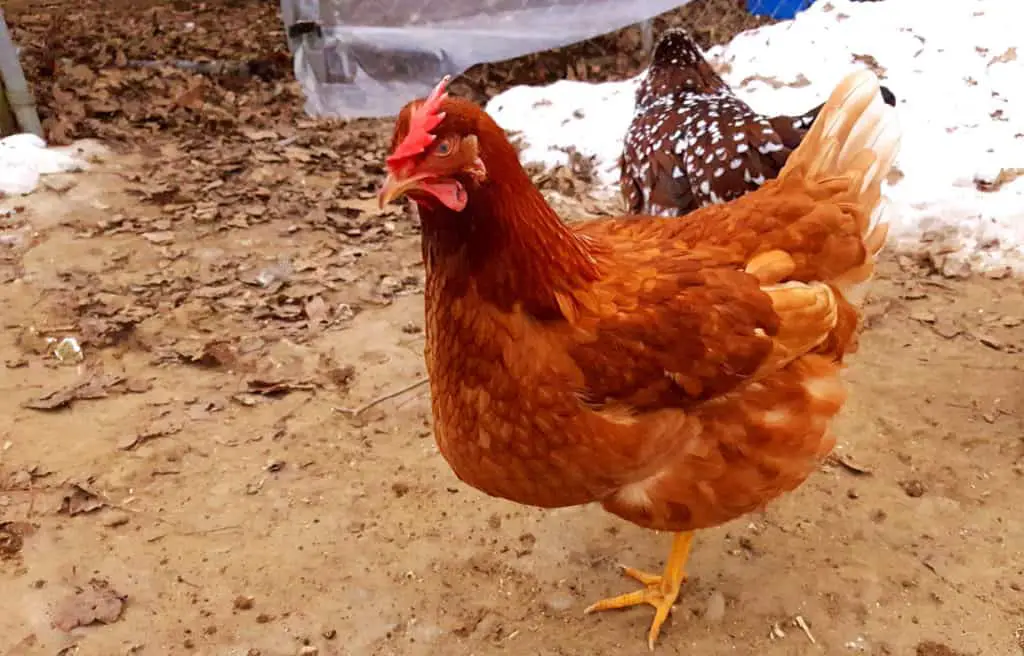 pollos cometa dorados