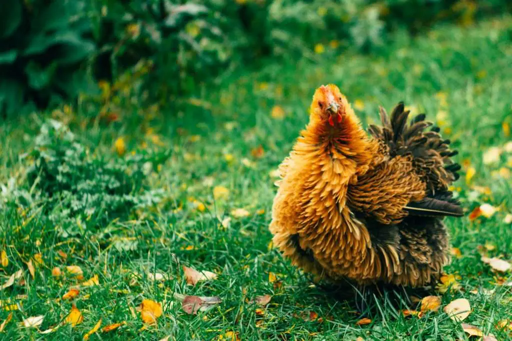 ¿Considerando un Frizzle Chicken?