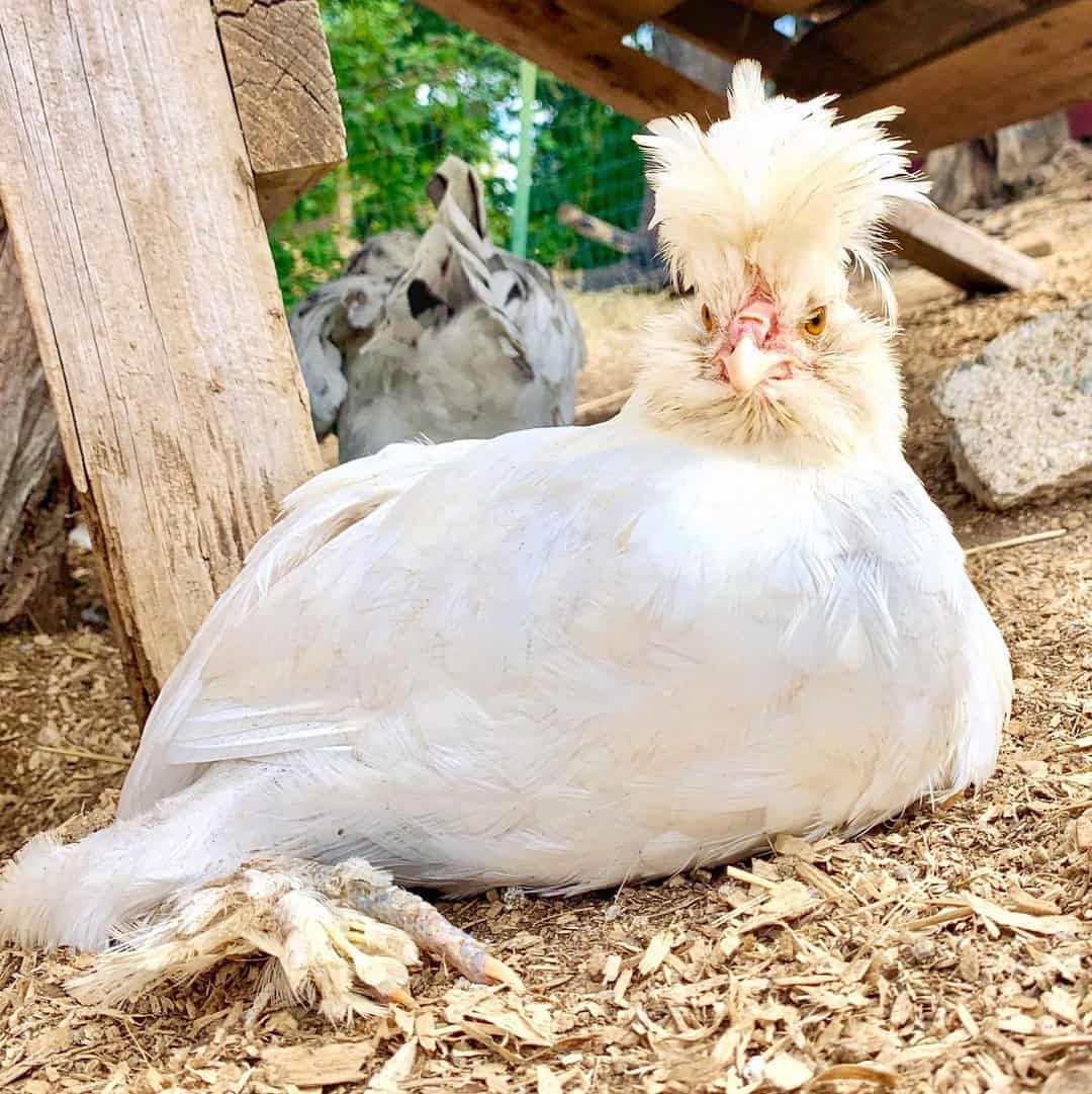 pollo sultanes