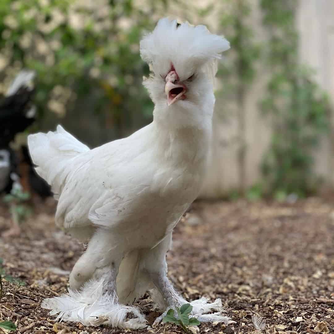criadores de pollos sultan