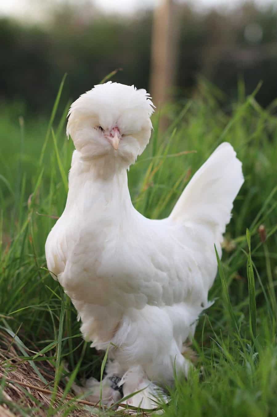 pollo sultán