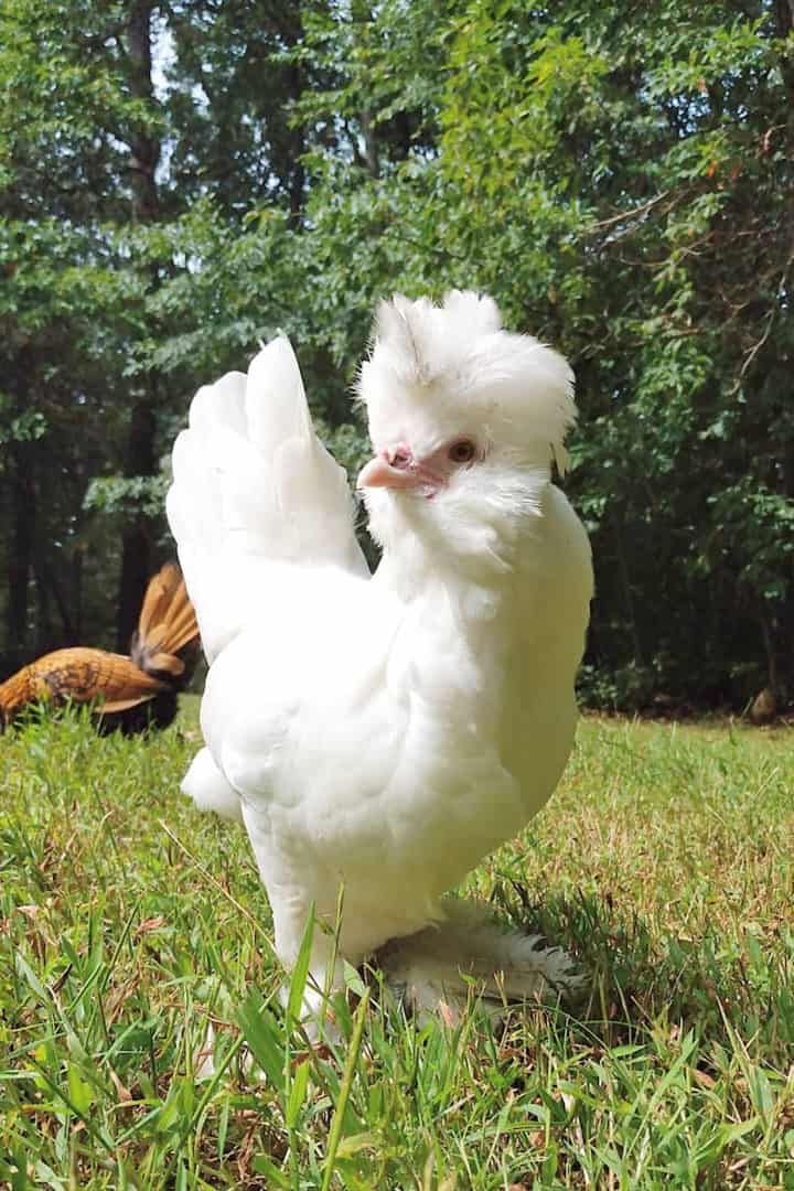 gallina sultán