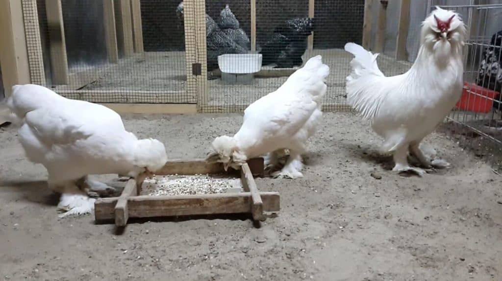 gallinas sultan