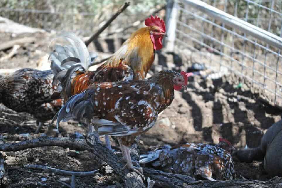 gallo de flores sueco