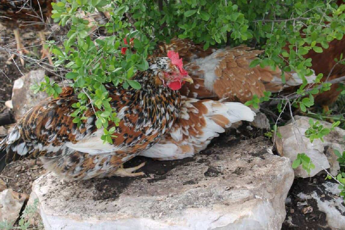 55 gallina florida