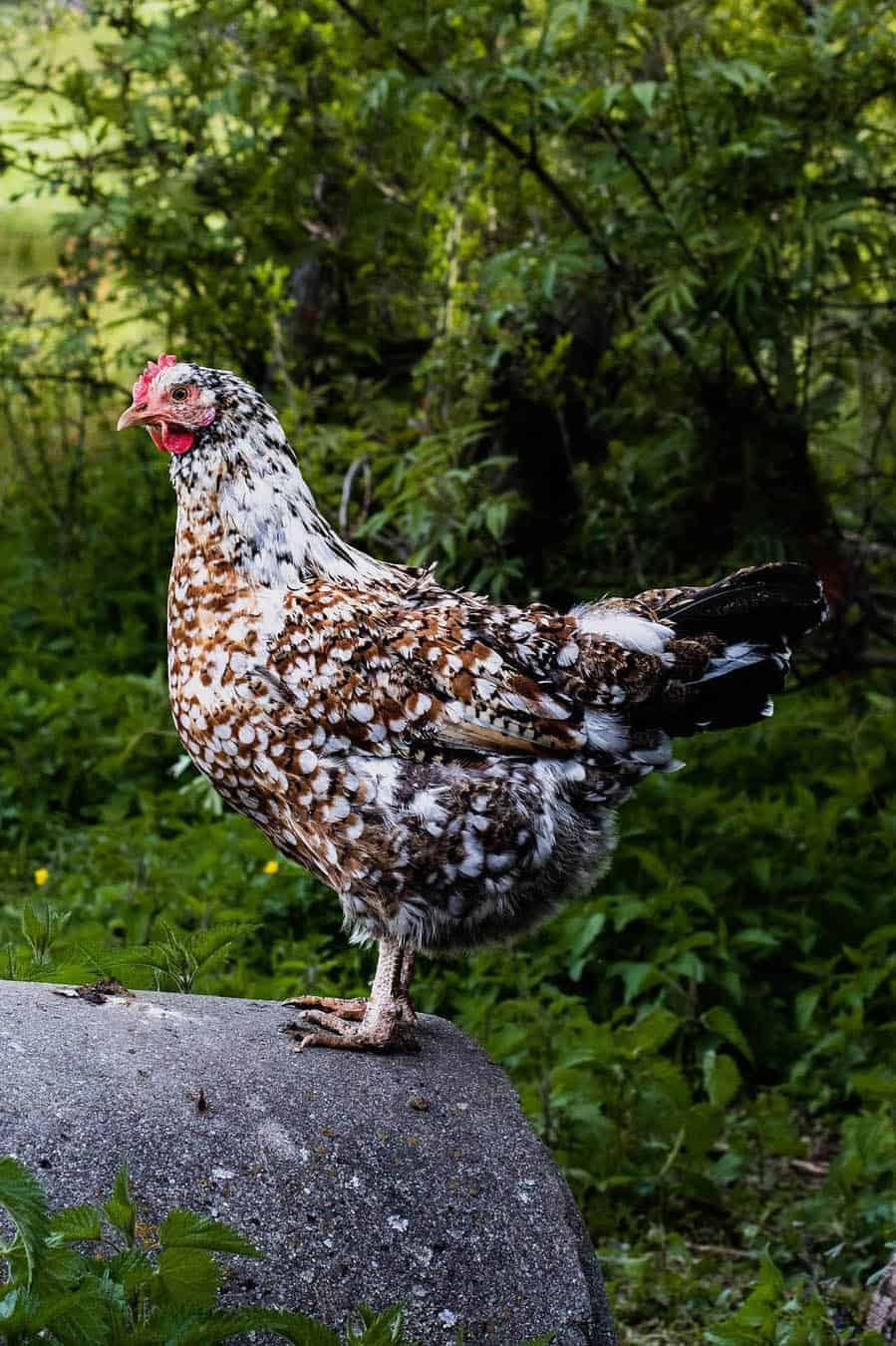 pollitos de gallina flor sueca
