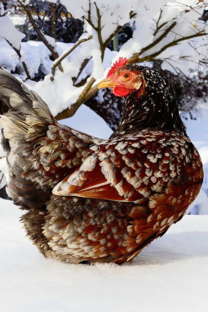 Gallo gallina flor sueca