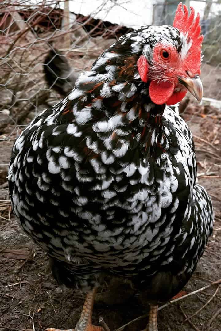 gallina flor sueca