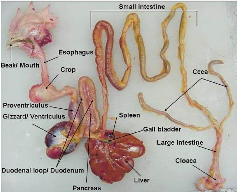 sistema digestivo de pollo