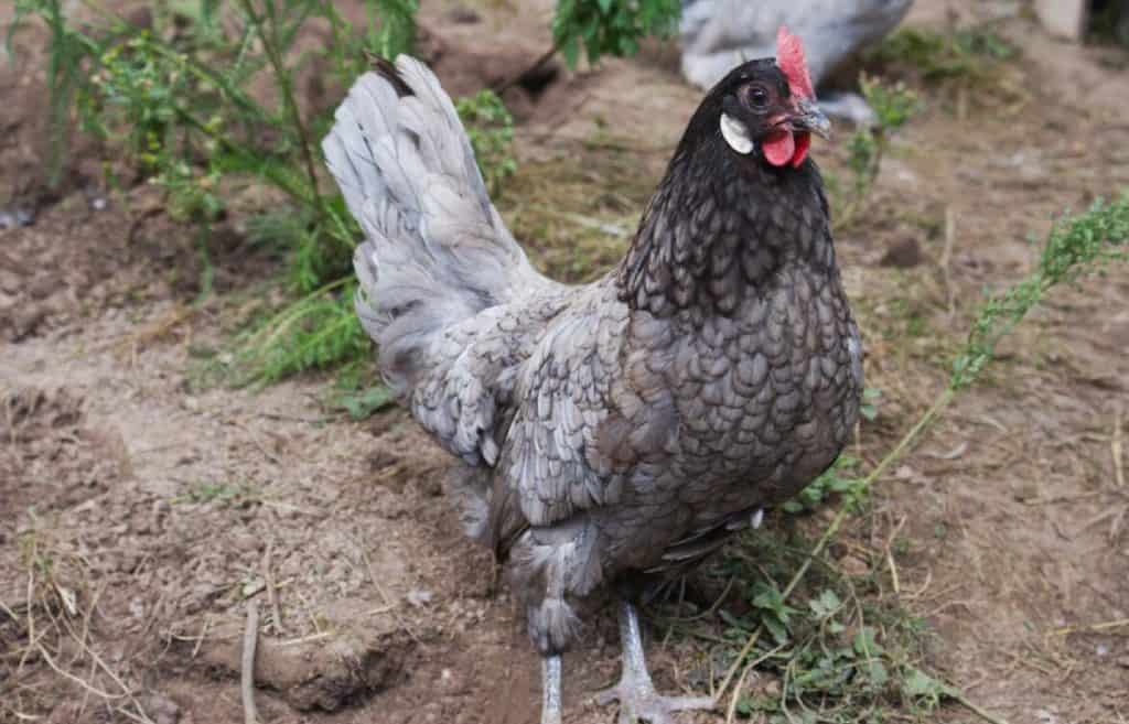 pollito andaluz azul