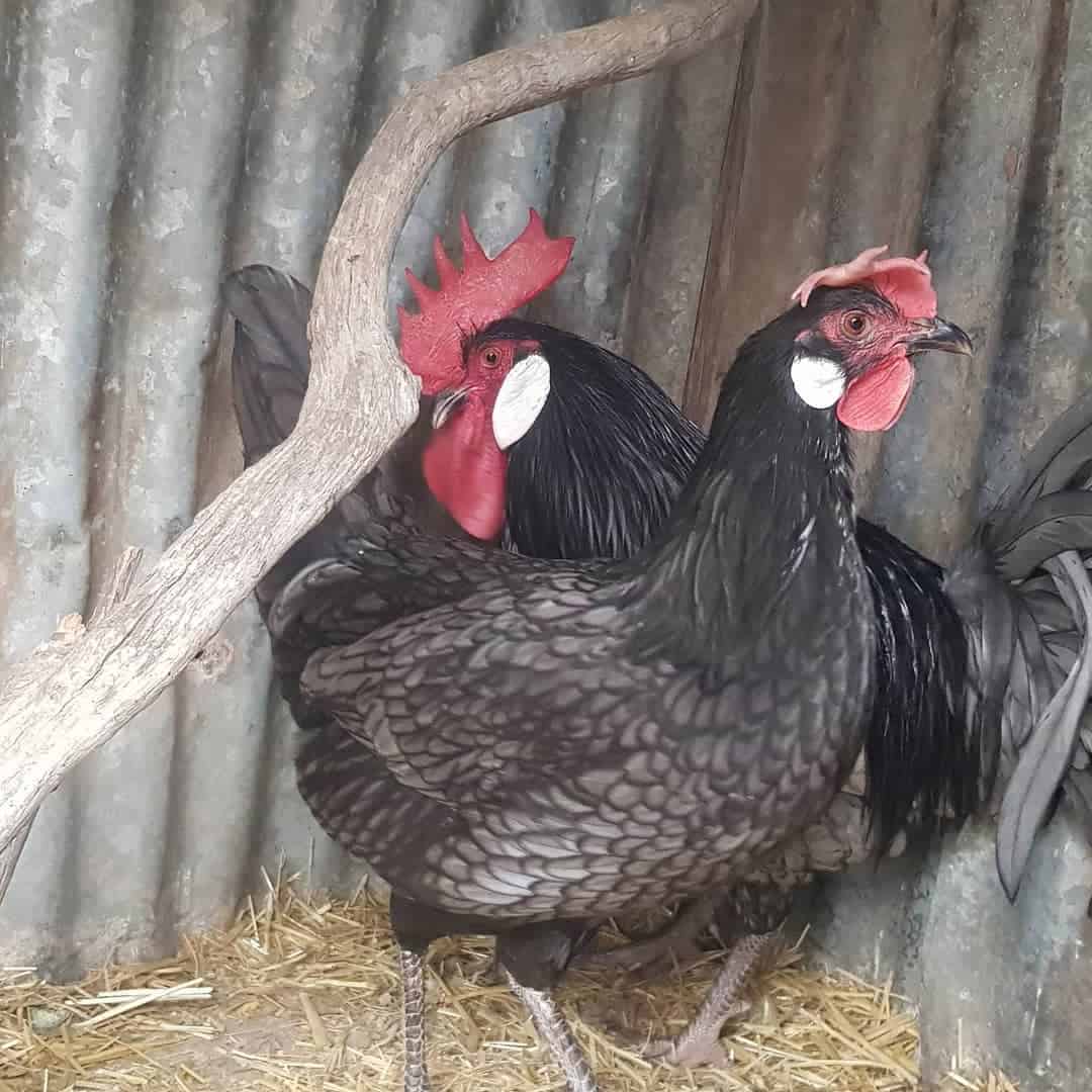 azul andaluz