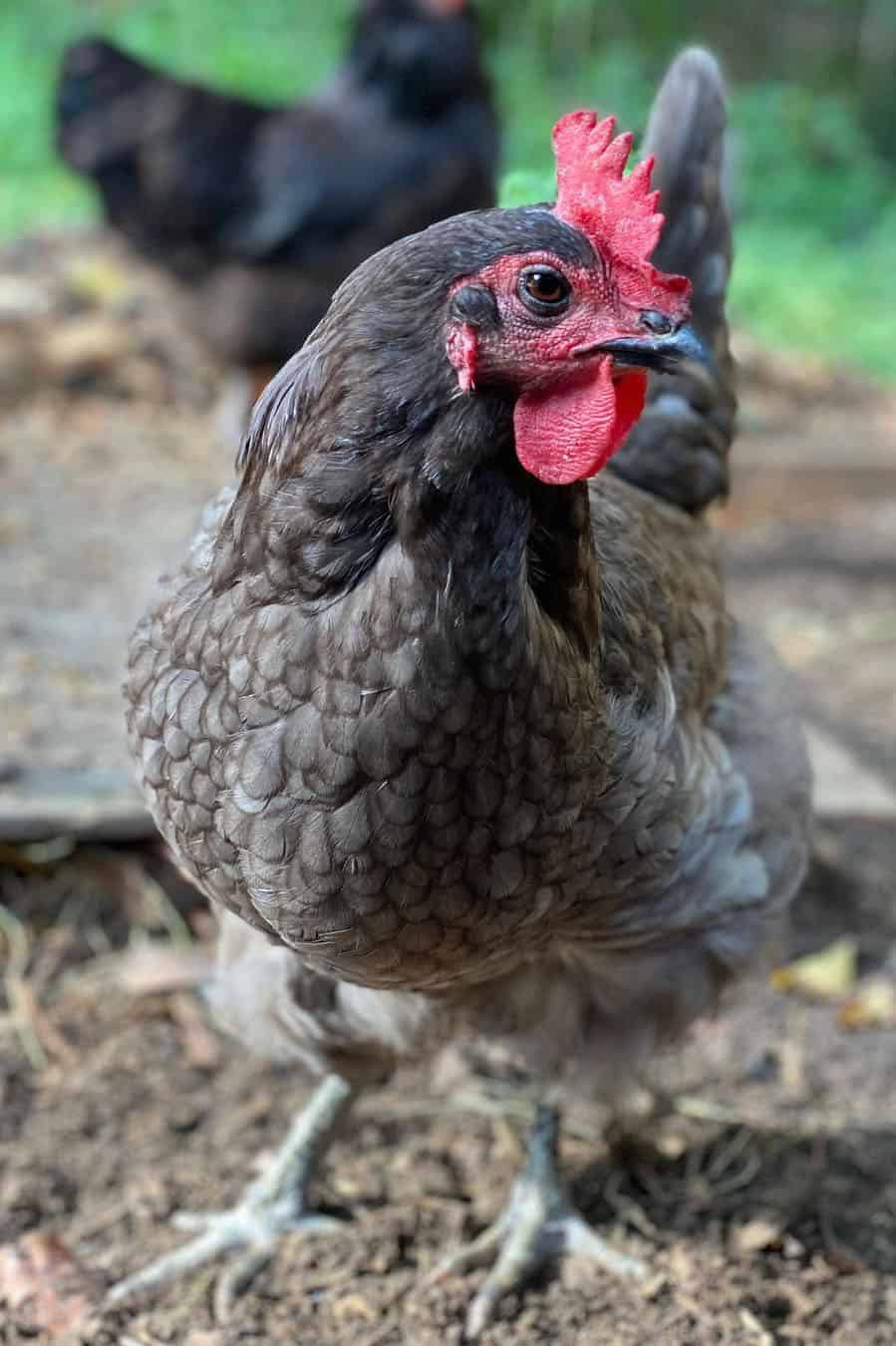 pollo andaluz azul