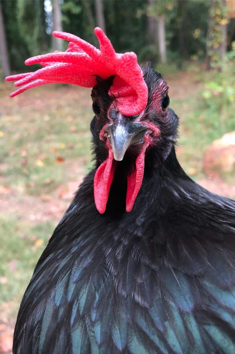 gallinas andaluzas azules