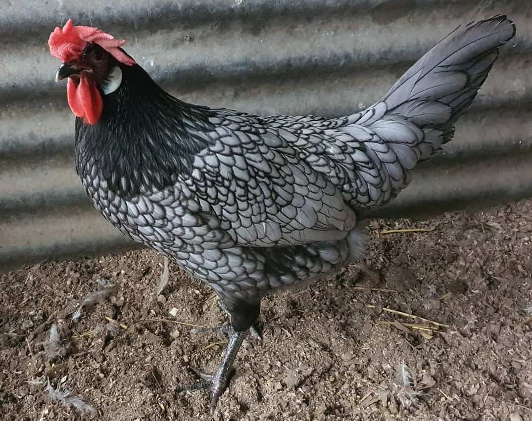 gallina andaluza