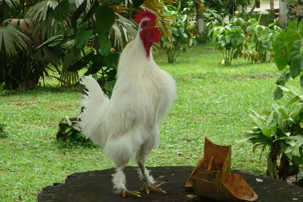 por que canta el gallo