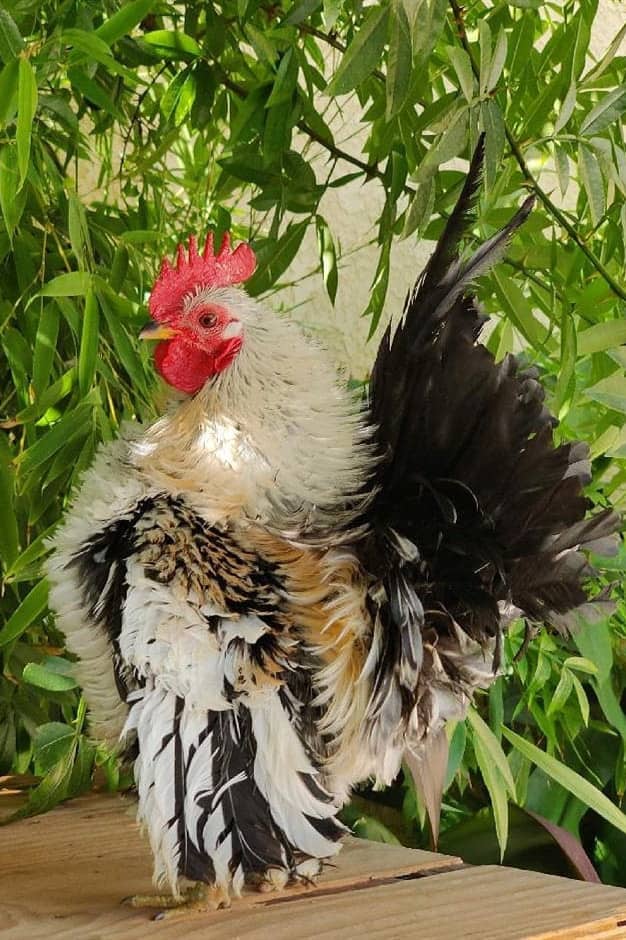 gallo serama