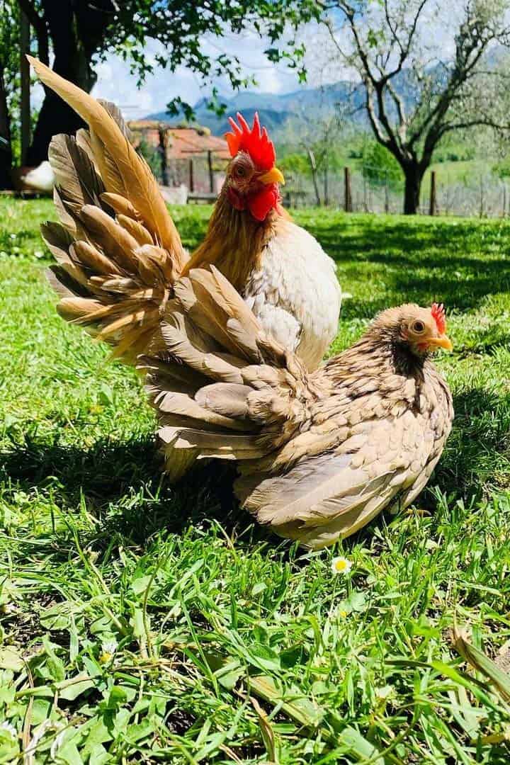 venta de pollos serama