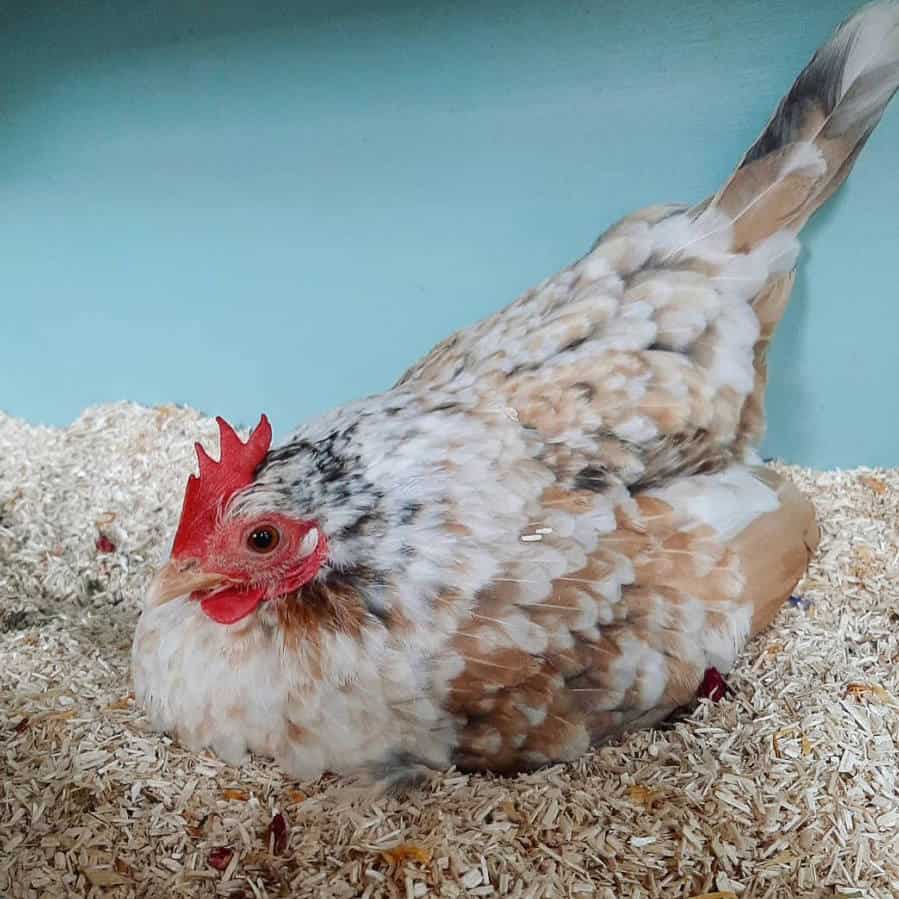 huevos de gallina serama