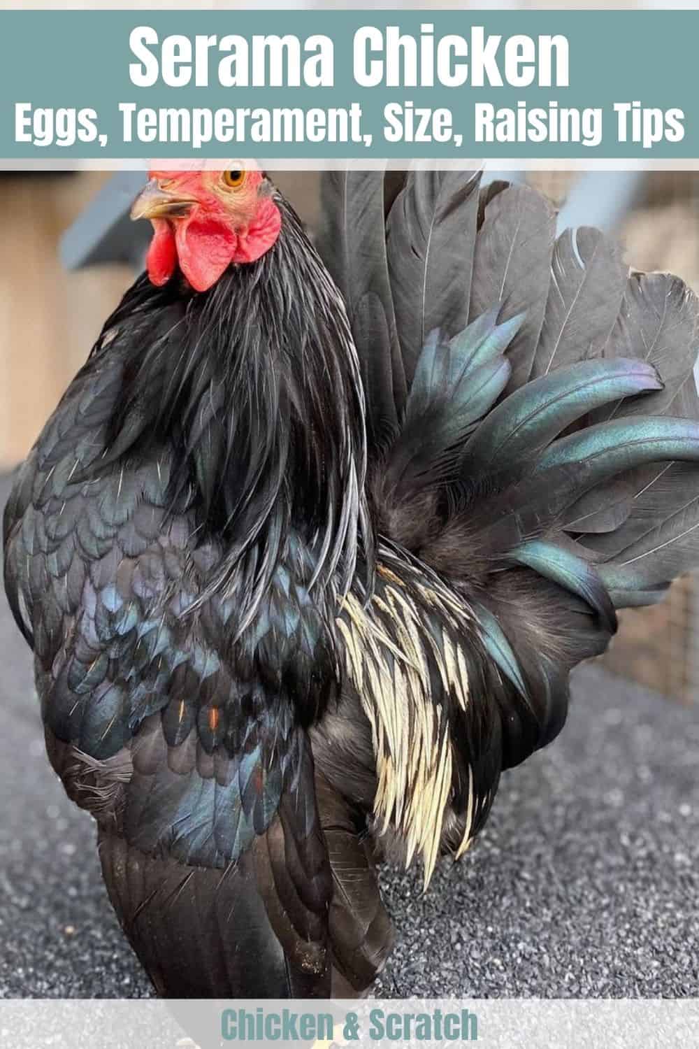 pollos serama