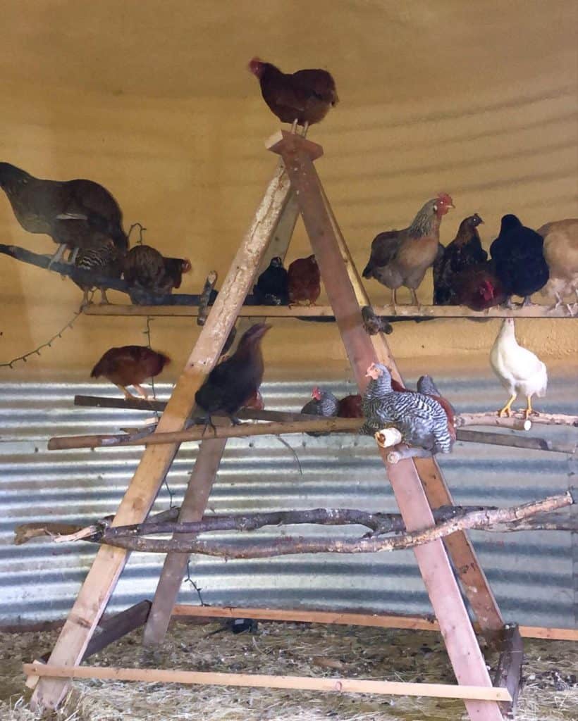 como hacer gallinero