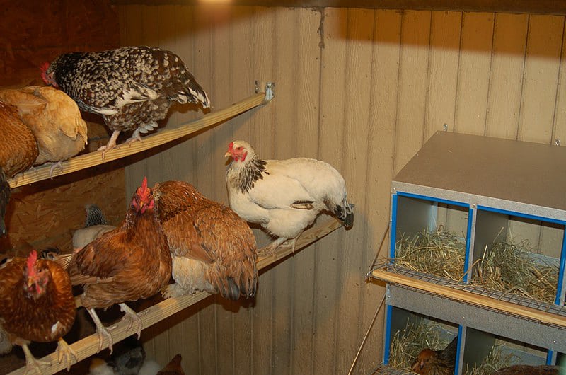 posado de pollo