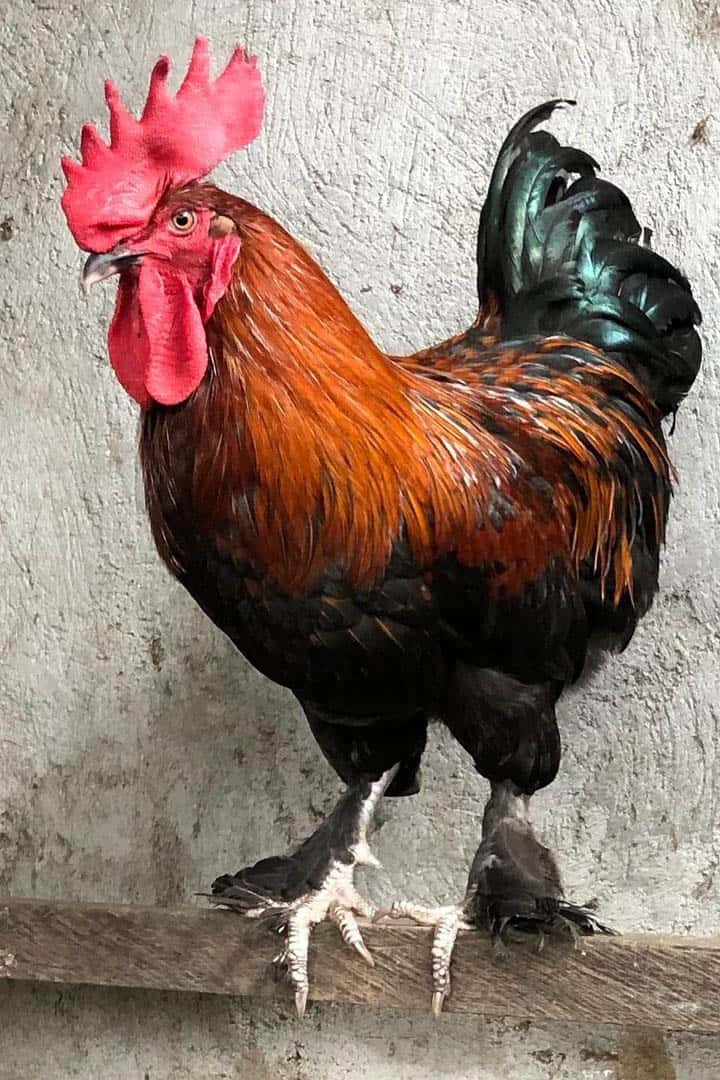 maranes de cobre negro
