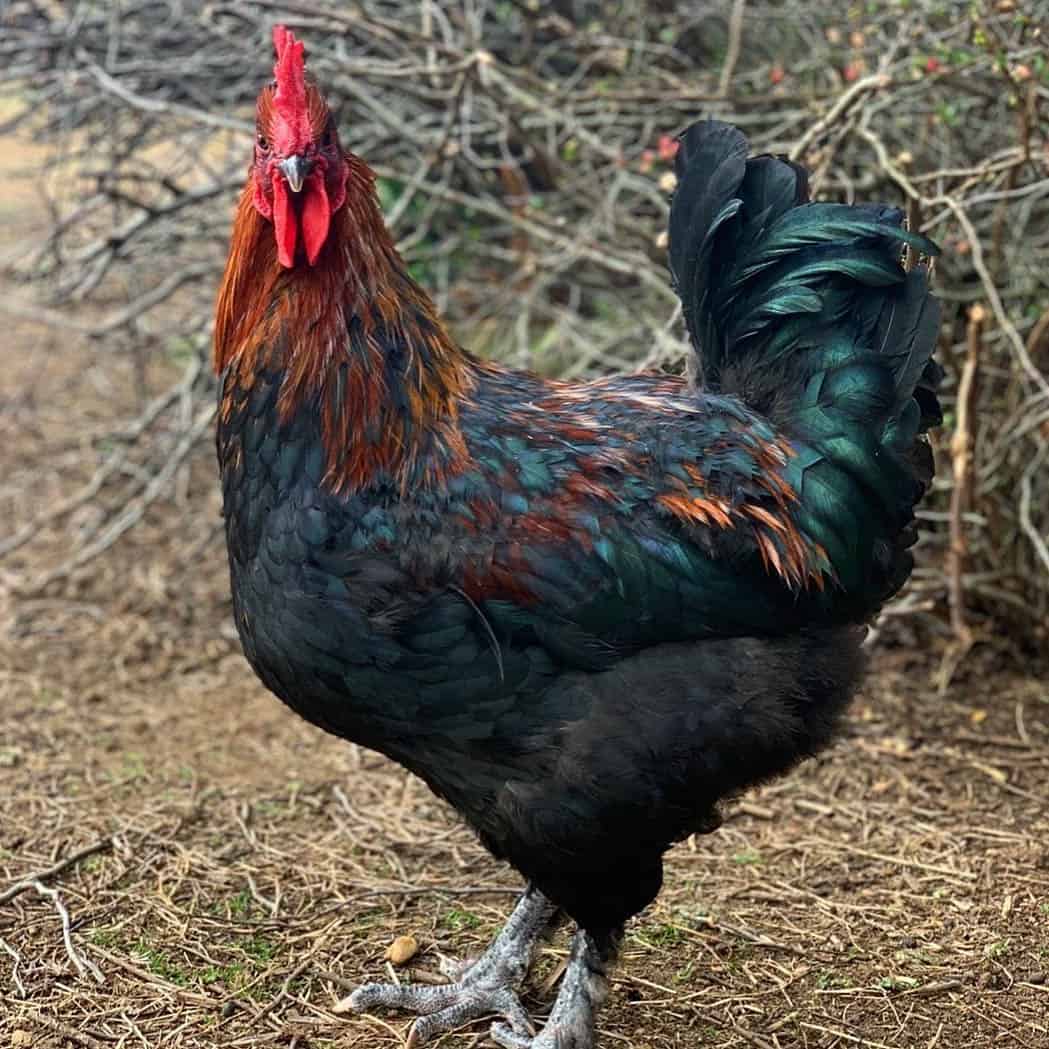 Marans de cobre negro francés