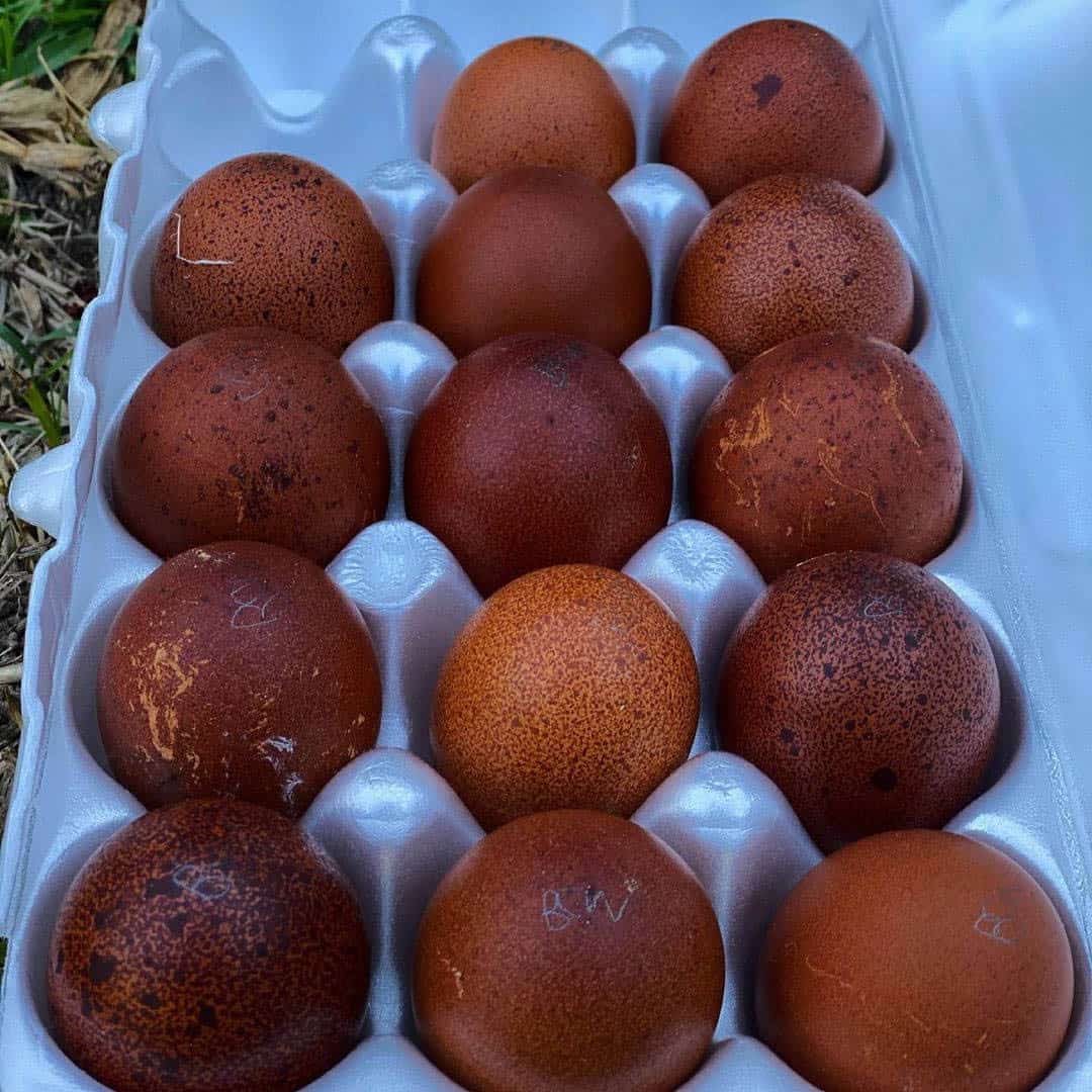 huevos de marans de cobre negro