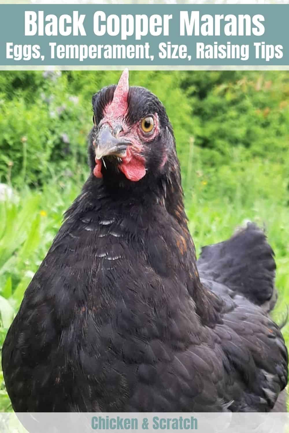Marans franceses de cobre negro a la venta
