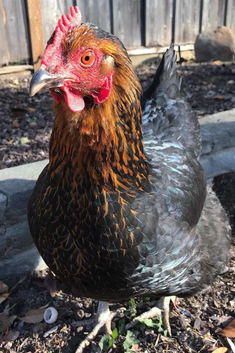 criadores de marans de cobre negro